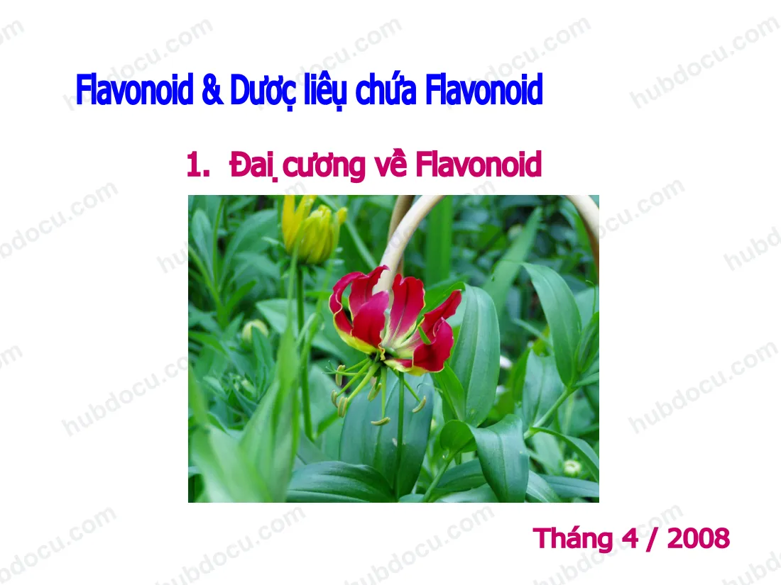 Bài Giảng - Flavonoid & Dược Liệu Chứa Flavonoid
