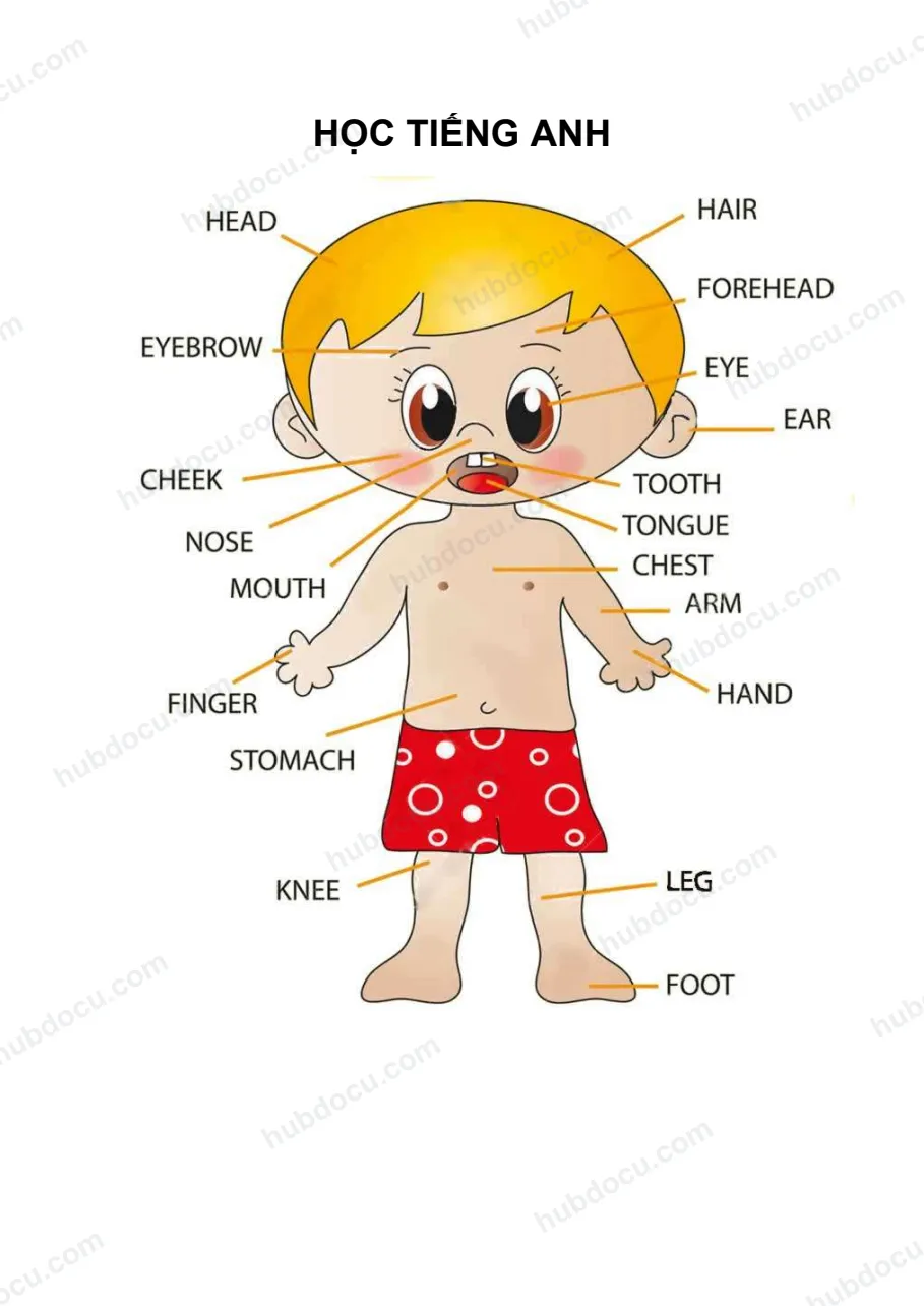 Body parts - Học tiếng Anh