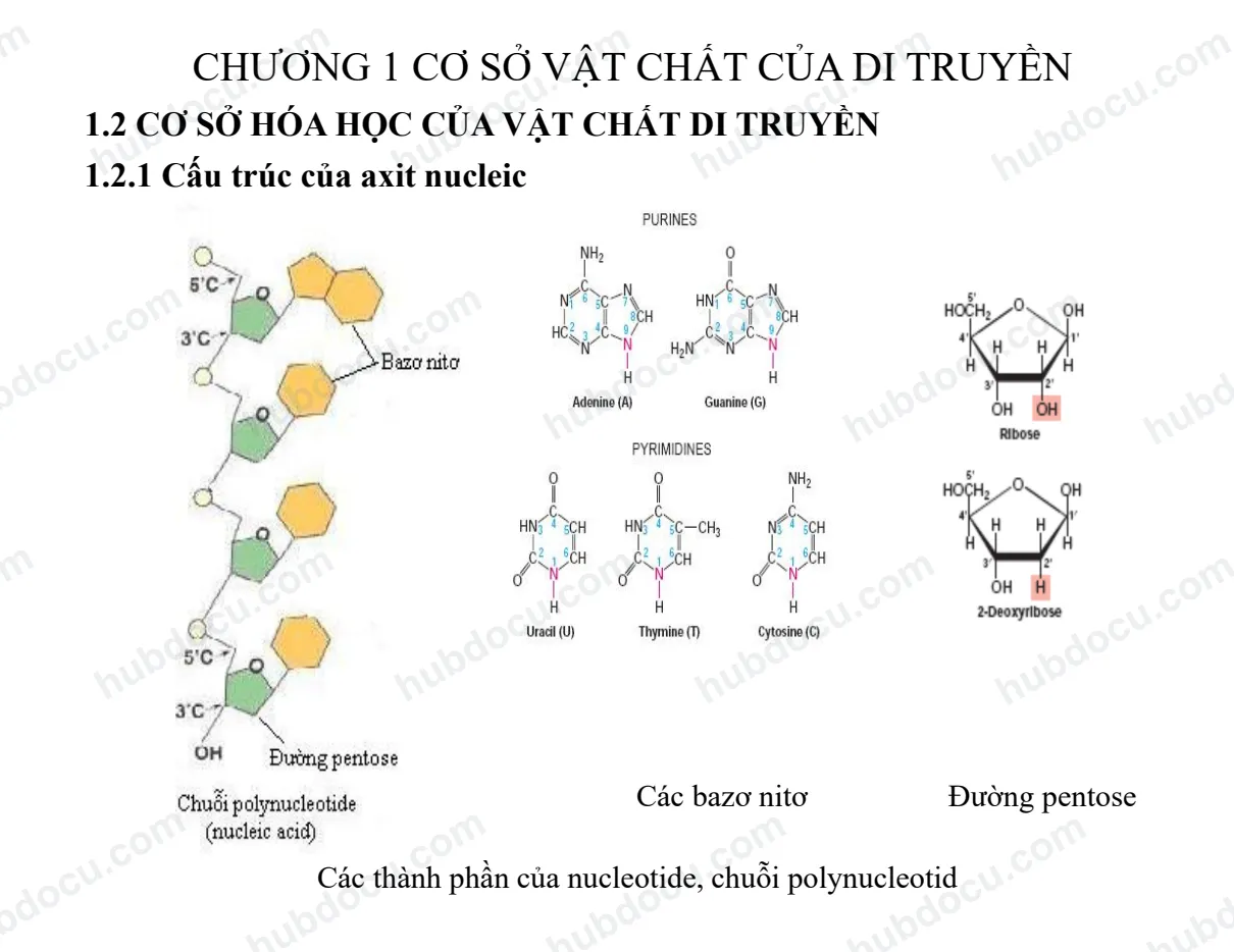 Bài giảng di truyền phân tử ứng dụng chăn nuôi