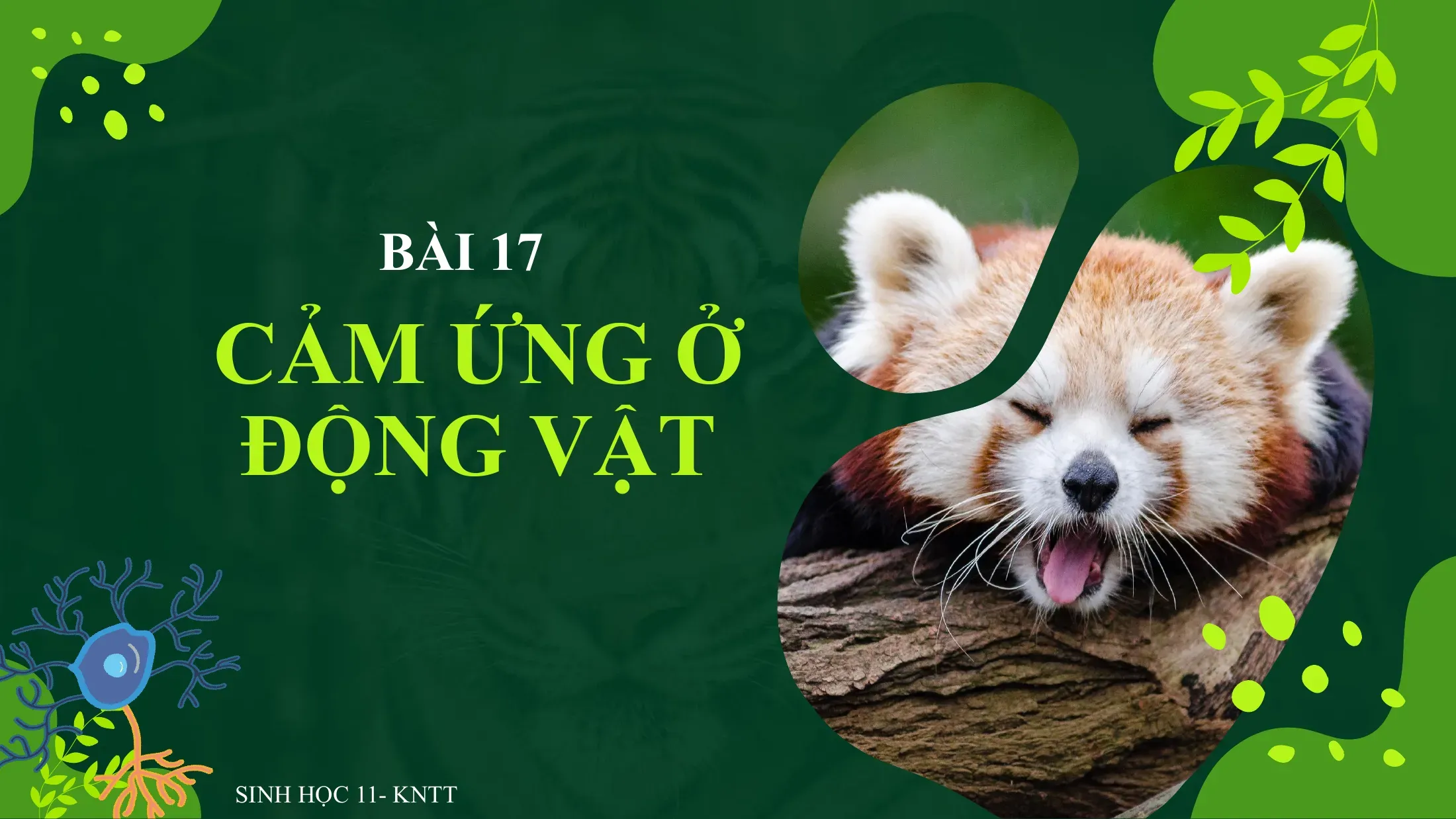 Sinh học Lớp 11 - Bài 17: Cảm ứng ở động vật