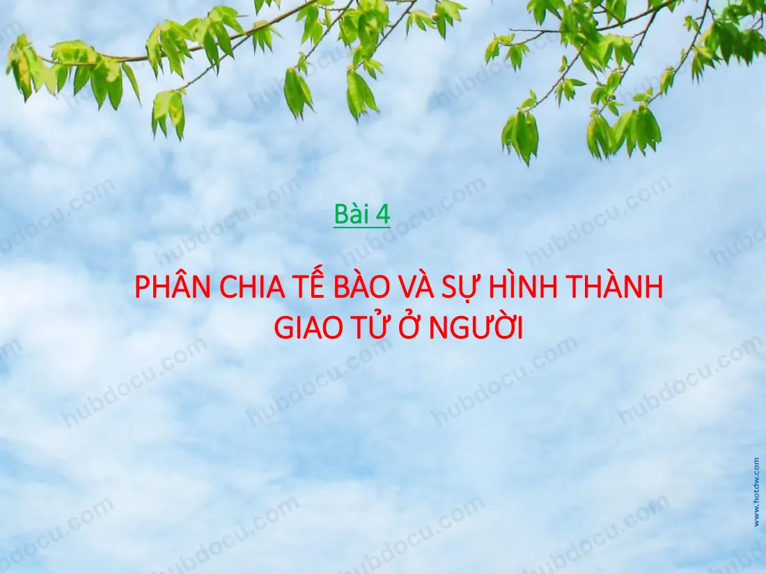 Phân chia tế bào và sự hình thành giao tử ở người